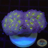Euphyllia baliensis „Ghost Face“ WYSIWYG „AD Special“