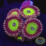 Krustenanemonen „Candy Apple Red“