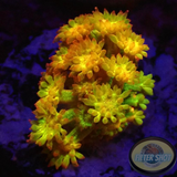 Bernardpora spp. „Golden Glitter“ ✨ AD Special