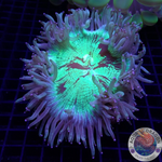 Catalaphyllia jardinei „Purp Tracy“ WYSIWYG