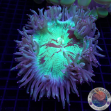 Catalaphyllia jardinei „Purp Tracy“ WYSIWYG