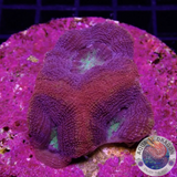 Homophyllia bowerbanki „Holy Grail Morph“ WYSIWYG