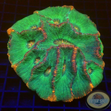 Moseleya latistellata „Orange Hills“ WYSIWYG „AD Special“
