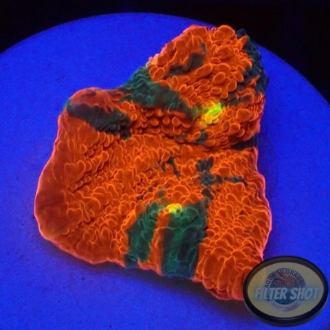 Echinophyllia aspera 🌈 “Rainbow Bugatti” WYSIWYG