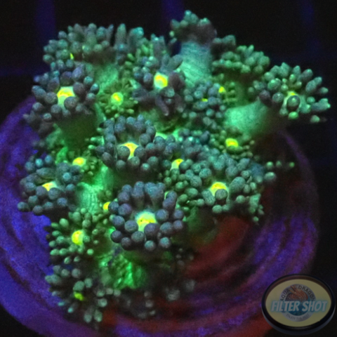 Goniopora spp. „Yellow Kiss“