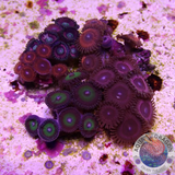 Krustenanemonen „Special Selection“ WYSIWYG „AD Special“