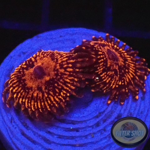 Krustenanemonen „Nightmare“