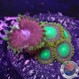 Krustenanemonen „Radioactive Chili“ WYSIWYG