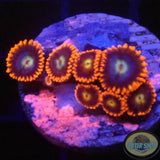 Krustenanemonen „Fire & Ice“ WYSIWYG