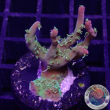 Acropora spp. „Confetti“