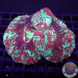 Trachyphyllia spp. „Vlad“ WYSIWYG