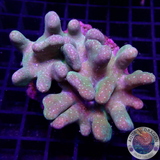 Lobophytum spp. WYSIWYG