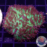 Rhodactis spp. „Flaming Carpet“ AD Special