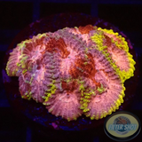 Favia spp. „Tranquility“ WYSIWYG