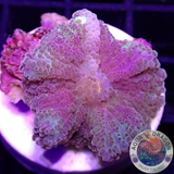 Ricordea yuma „Sweetie“ WYSIWYG „AD Special“