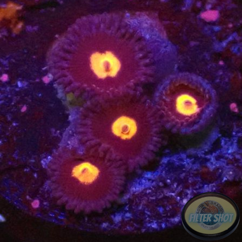 Krustenanemonen “Obsidian” WYSIWYG