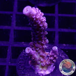 Acropora tenuis “Purple G”