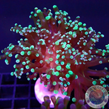 Euphyllia paradivisa „Toxic Frog“ WYSIWYG