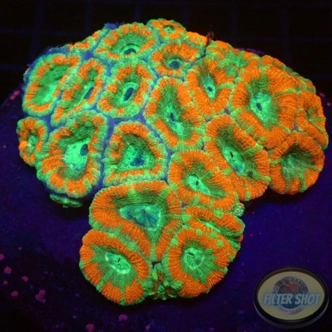 Micromussa spp. „TEOTT“ WYSIWYG „AD Special“