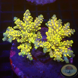 Acropora selago „Pikachu“ WYSIWYG
