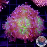 Euphyllia paraancora „Ink Splash“