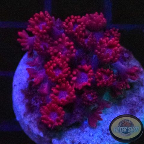 Goniopora spp. „Rose Velvet“ AD Special
