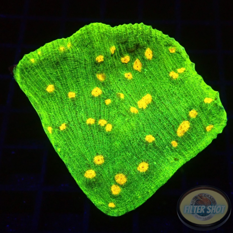 Echinophyllia spp. „Space Invader“ WYSIWYG