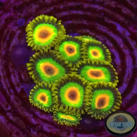 Krustenanemonen „Rasta“ WYSIWYG