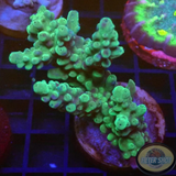 Acropora spp. „Smooth Horn“ WYSIWYG