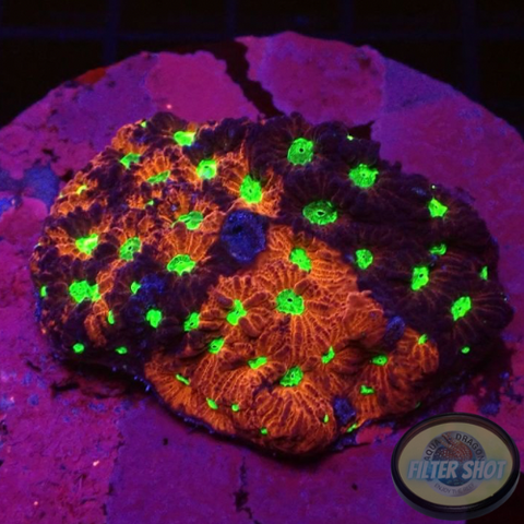 Favites spp. „Ultra Warrior“ WYSIWYG „AD Special“