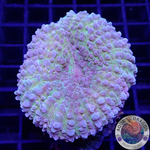 Lobophyllia spp. „Posh“ WYSIWYG „AD Special“
