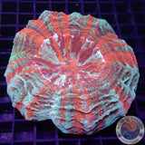 Acanthophyllia deshayesiana „Bleeding Apple“ WYSIWYG