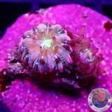 Fungia spp. „Baby Rainbow“ 🌈 WYSIWYG