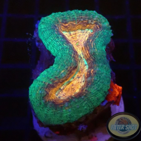 Lobophyllia spp. „Mask“ AD Special
