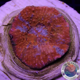 Echinophyllia spp. „Superman“ WYSIWYG