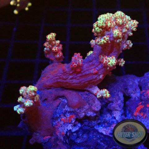 Dendronephthya spp. „Blossom“ WYSIWYG
