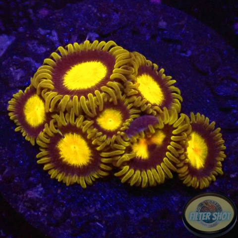 Krustenanemonen „King Midas“