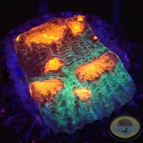 Echinophyllia spp. „9 Gate“ AD Special