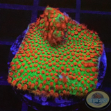 Montipora spp. „Chili Pepper“ WYSIWYG
