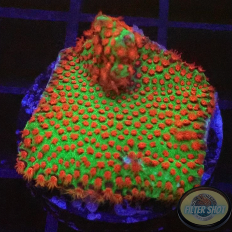 Montipora spp. „Chili Pepper“ WYSIWYG