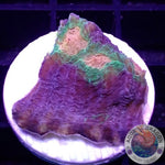 Echinophyllia spp. “After Shock” WYSIWYG