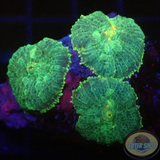 Rhodactis spp. „Crystal“ WYSIWYG