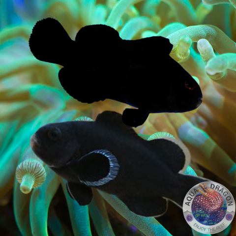 Amphiprion ocellaris „Midnight“ Nachzucht Paar