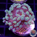 Euphyllia baliensis “Golden Nugget”