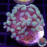 Euphyllia baliensis “Golden Nugget”