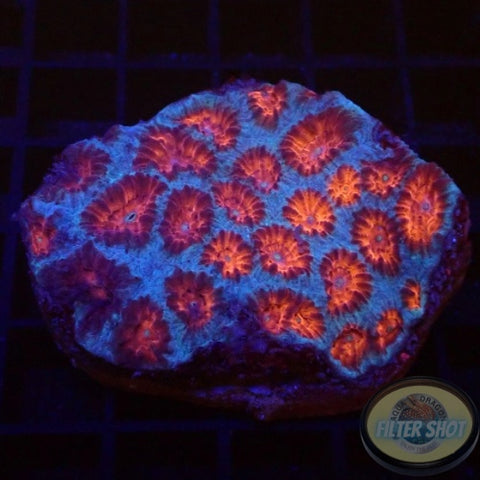 Favia spp. „Superman“ WYSIWYG „AD Special“