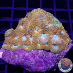 Acanthastrea echinata „True Eyes“ WYSIWYG „AD Special“