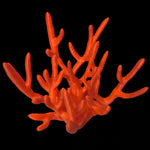 Tobi‘s Seahorse Holder