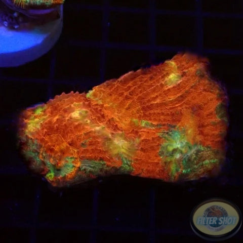 Lobophyllia rowleyensis „Flame Autumn“ WYSIWYG „AD Special“