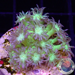 Goniopora spp. „Glitter 💣“ WYSIWYG